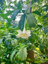 Image result for Erythrocephalum longifolium