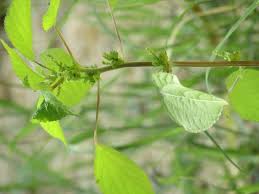 Image result for Acalypha ciliata