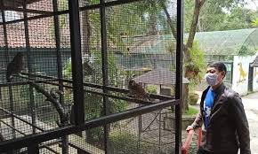 Rahmat zoo & park adalah tempat pemeliharaan atau taman hewan dengan ukuran luas 20 hektar. Sempat Kesulitan Akibat Corona Taman Satwa Cikembulan Kembali Buka