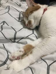 Feline lung cancer causes and symptoms Dad Diagnosed With Stage Iv Lung Cancer Album On Imgur