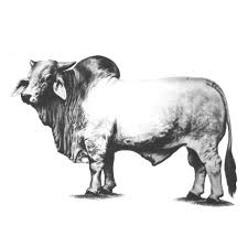 The brahman breed (also known as brahma) originated from bos indicus cattle from india, the sacred cattle of india. Brahman