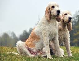 Image result for velký vendéeský hrubosrstý honič