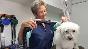 Maybe you would like to learn more about one of these? Les Toiletteurs Canins Preparent La Reprise Du 11 Mai Et Croulent Sous Les Appels