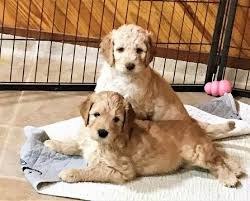 Moss creek goldendoodles is a premium home breeder of english goldendoodle puppies located in sunny central florida. Litter Of 3 Goldendoodle Puppies For Sale In Jacksonville Fl Adn 25799 On Puppyfinder Com Gender Male Goldendoodle Puppy For Sale Puppies Puppies For Sale