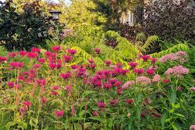 Image result for Monarda