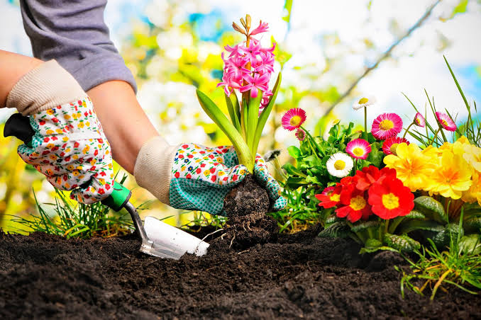 How to Plant Flowers? Step by Step