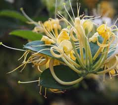 Image result for Lonicera confusa