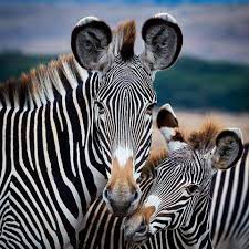 Grevy Zebra National Geographic Animals Animals Wild Wildlife Photography National Geographic