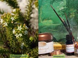 Image result for Santalaceae