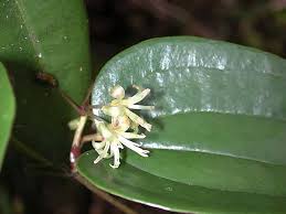Image result for Smilacaceae