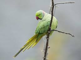 It shows general distribution rather than detailed, localised populations. The Ring Necked Parakeet Saga