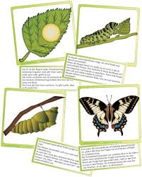 Vom Ei Zum Schmetterling Zaubereinmaleins Designblog