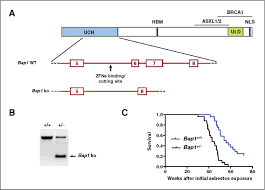 The distinction between malignant mesothelioma and reactive mesothelial proliferation can be challenging both on histology and cytology. Germline Mutation Of Bap1 Accelerates Development Of Asbestos Induced Malignant Mesothelioma Cancer Research