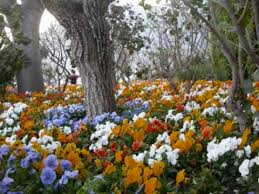 Maybe you would like to learn more about one of these? You Are Like A Flower Poem By Catherine Manna Youtube