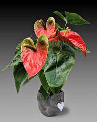 Flowering Houseplants 15 Blooming Indoor Plants For Color And Warmth Anthurium Plant Anthurium Indoor Plants