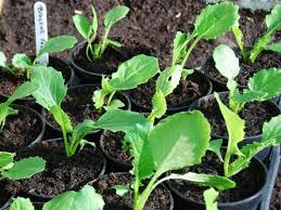 Look out for light green buds and cut them with. How To Grow Broccoli In Your Garden