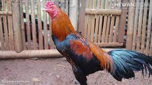 Maybe you would like to learn more about one of these? 9 Arti Ules Atau Bulu Ayam Aduan Yang Juara Dan Cirinya Berdasarkan Mitos Hewanpedia