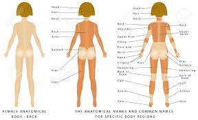 I did not do much on the back of this character. Female Body Back Surface Anatomy Human Body Shapes Anterior Royalty Free Cliparts Vectors And Stock Illustration Image 48546613