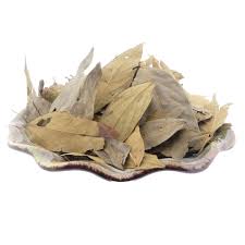 Image result for Ocotea