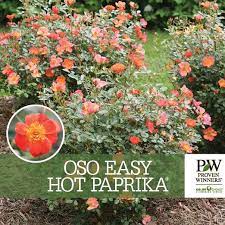 Glossy dark green flowers & size: Oso Easy Hot Paprika Rosa Benchcard Spring Meadow Nursery