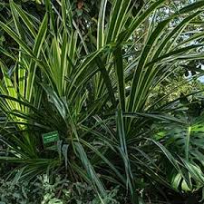 Image result for Pandanus chiliocarpus