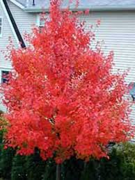 This tree has a desirable round shape with attractive green foliage in the summer that burst with color in the fall. Acer Rubrum October Glory Rot Ahorn October Glory Gunstig Kaufen