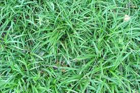 Image result for Chlorophytum silvaticum