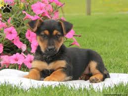 Besides their great affection for people, the two species make the most reliable guarding dogs. Miniature German Shepherd Puppies For Sale Greenfield Puppies