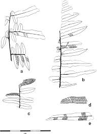 Image result for Pneumatopteris