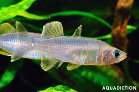 Image result for Cyphia richardsiae