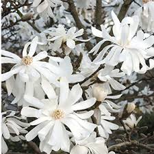 Autumn brilliance® apple serviceberry deciduous small tree with clusters of white flowers in spring becoming small fruits used in jellies and jams. Top 13 Flowering Trees For Small Gardens