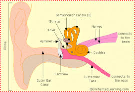 Ear Anatomy Diagram Enchantedlearning Com Ear Diagram Ear Anatomy Anatomy Flashcards