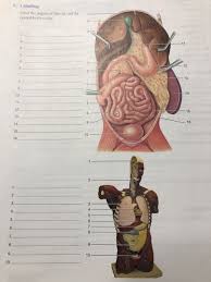 Human body , the physical substance of the human organism, composed of living cells and extracellular materials and organized into tissues carbohydrates are present in the human body largely as fuels, either as simple sugars circulating through the bloodstream or as glycogen , a storage. Solved Label The Organs Of The Cat And The Ventral Body C Chegg Com
