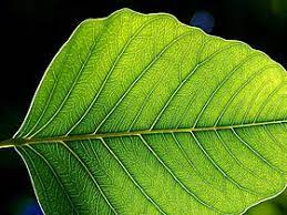 Murid bersoal jawab dengan guru mengenai. Daun Wikipedia Bahasa Melayu Ensiklopedia Bebas