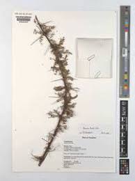 Image result for Acacia kirkii