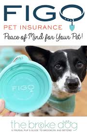 Figo pet insurance contact number. Figo Pet Insurance Peace Of Mind For Your Pet The Broke Dog
