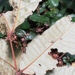 Image result for Anthonotha macrophylla