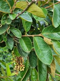 Image result for Antidesma membranaceum