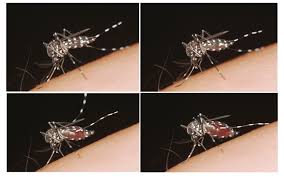 This species passes through four life stages: Asian Tiger Mosquito Digital Fact Sheets
