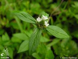 Image result for Spermacoce latituba