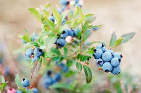 Blueberry Varieties That Require Cross Pollination Home