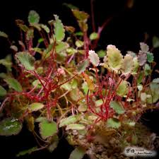 Image result for Begonia vankerckhovenii