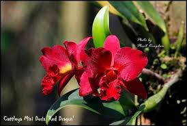 Cattleya Mini Doris 'Red Dragon'