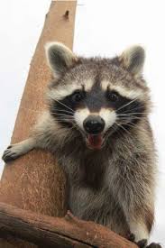 Pin On Animals