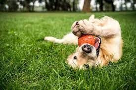 Peppy Pet Ball - Home Facebook