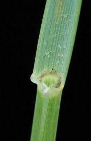 Image result for Sporobolus festivus