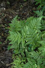 Image result for Rumohra adiantiformis