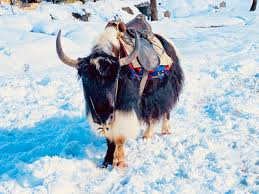 Sikkim animals name with pictures : Yak Safari In Sikkim 2020 Gangtok Sikkim Tourism An Enthralling Ride