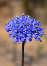 Image result for Goodeniaceae