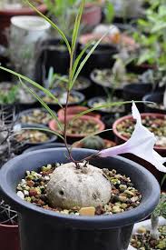 Image result for Ipomoea welwitschii